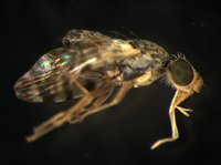 藏品(長鞘寬頭果實蠅)的圖片